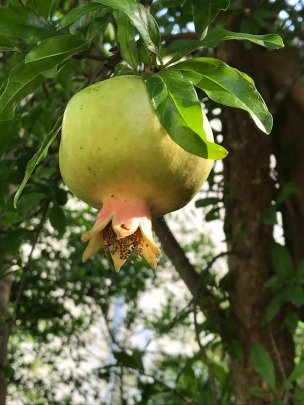 A baby pomegrante.