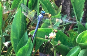 A blue dragonfly is perched on a flower stem.